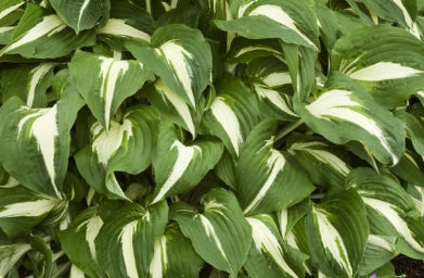 Hosta x 'Night Before Christmas'