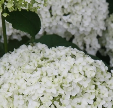 Hydrangea ar. 'Annabelle' (white)