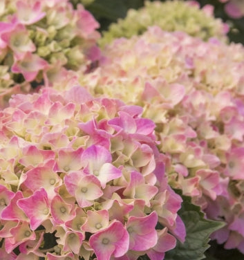 Hydrangea m. 'Pink 'n Pretty'® (pink)