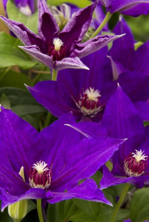 VINE Clematis x 'Danielle' (purple)