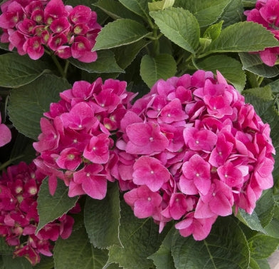 Hydrangea m. 'Red 'n Pretty'® (red)