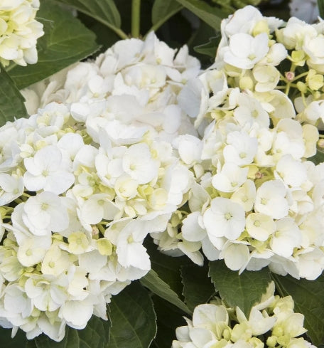 Hydrangea m. 'White' (white)