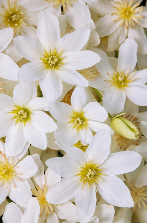 VINE Clematis cr. 'Cartmanii Joe' (white)