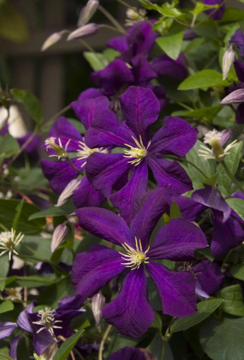 VINE Clematis 'Jackmanii' (purple)