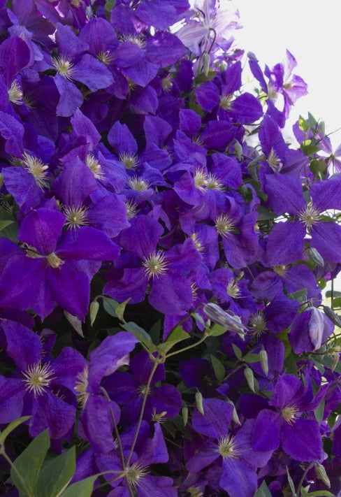 VINE Clematis 'Jackmanii Superba' (purple)
