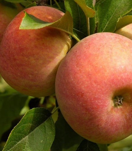 Fruit, Apple 'Fuji' (STD)