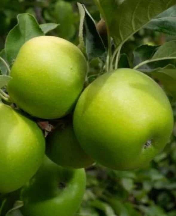 Fruit, Apple 'Granny Smith' (Dwarf)