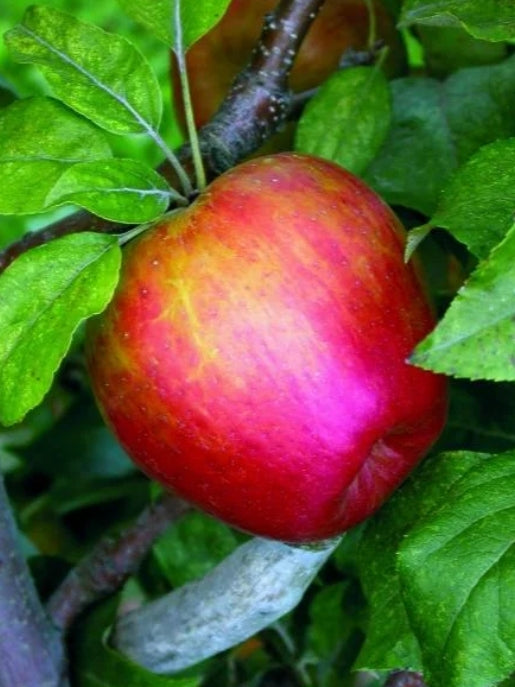 Fruit, Apple 'Honeycrisp' (Semi Dwarf)