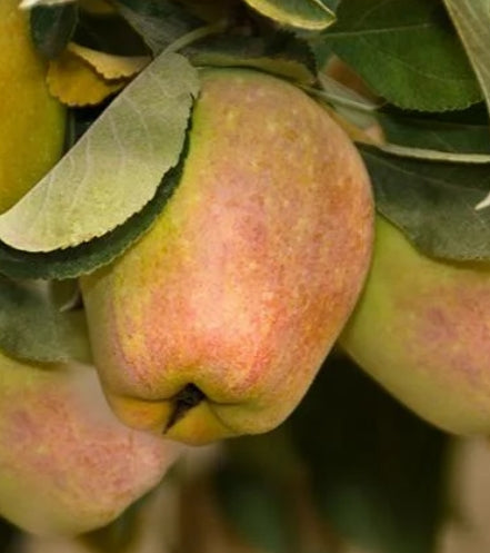 Fruit, Apple 'Anna' (STD)