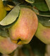 Sticky Image