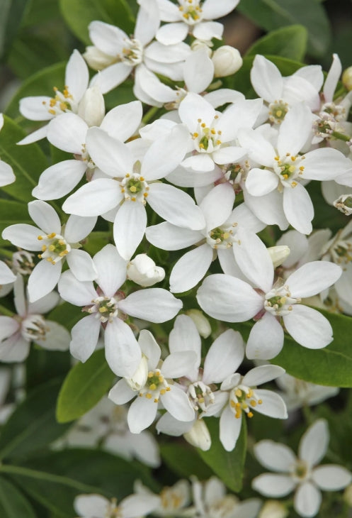 Choisya ternata