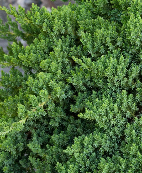 Juniperus procumbens 'Nana'