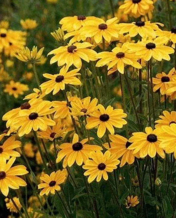 Rudbeckia h. 'Indian Summer'