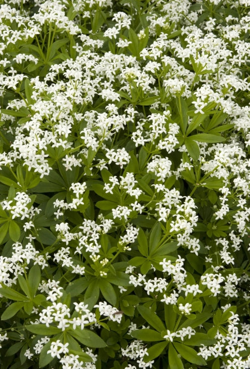 Groundcover, Galium odoratum- 25 per flat