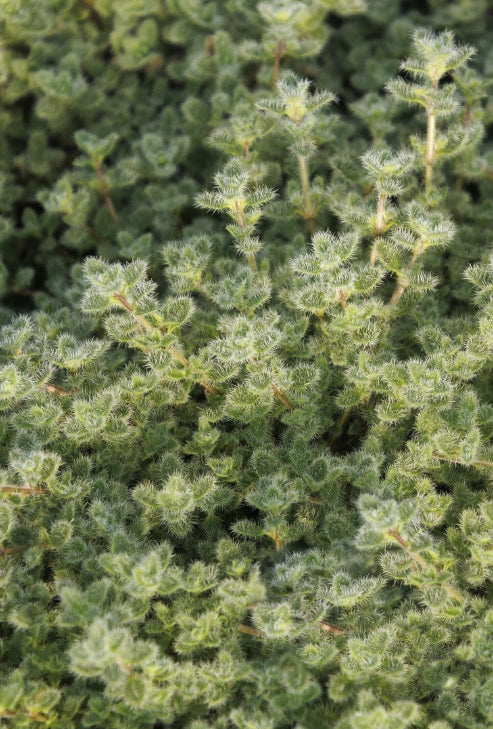 Groundcover, Thymus pseudolanuginosus (wooly)- 25 per flat