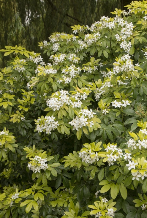 Choisya ternata 'Sundance'