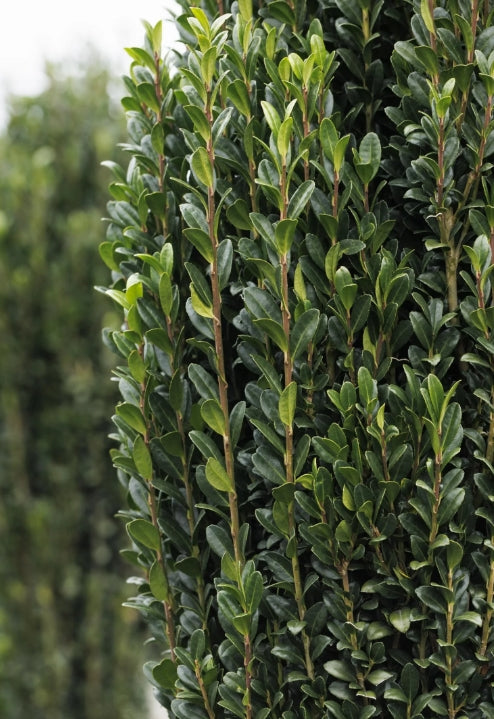 Ilex cr. 'Sky Pencil' (CG)