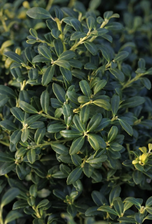 Ilex crenata 'Soft Touch'