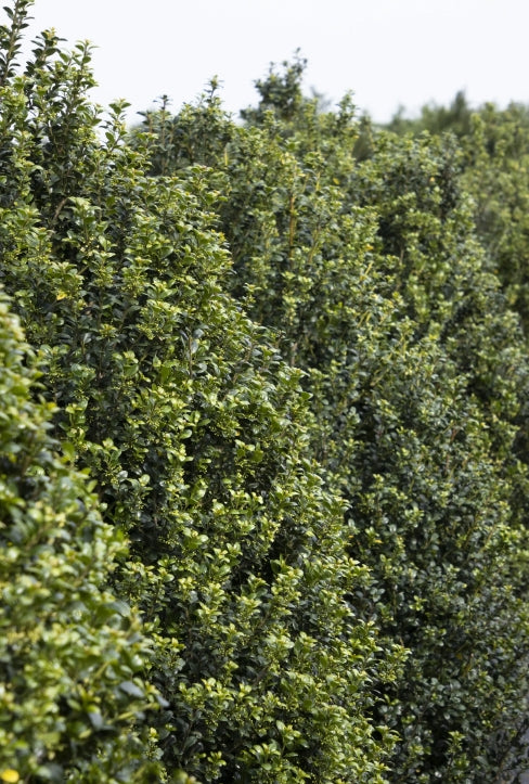 Ilex crenata 'Steeds'