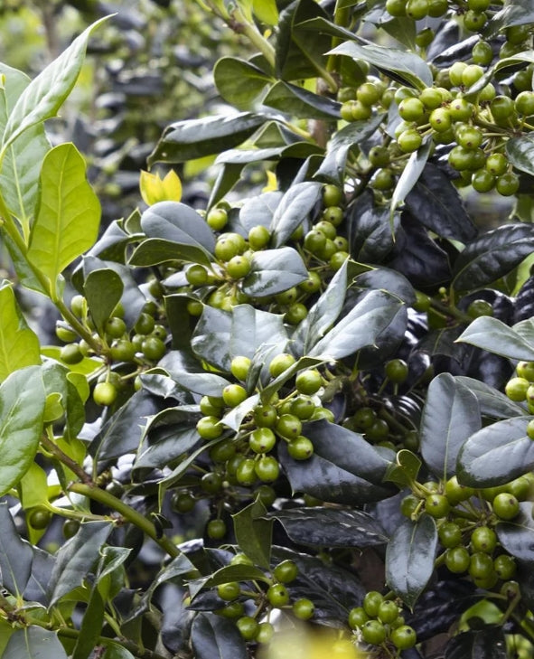 Ilex x 'Nellie R. Stevens'