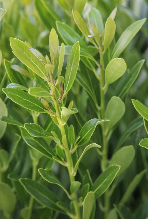 Ilex glabra 'Shamrock'
