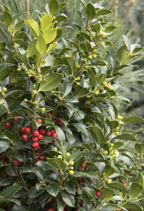 Ilex x meserveae Castle Spire® PW PP14310