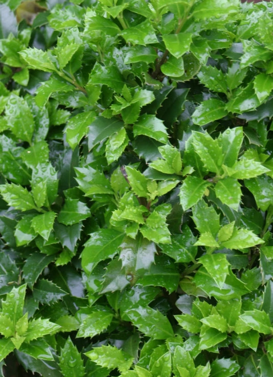 Ilex x meserveae Castle Wall® PW PP14308
