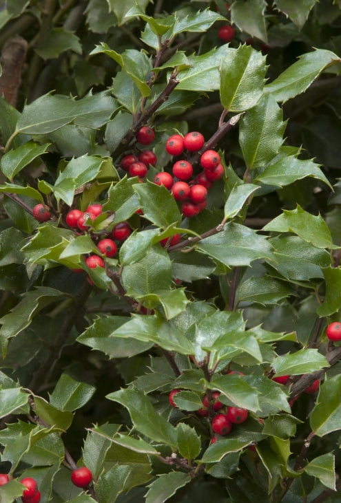 Ilex x meserveae 'Blue Girl'