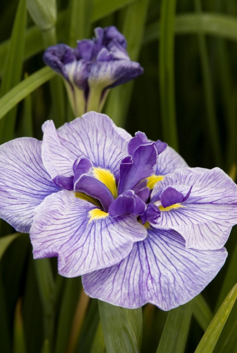 Iris en. 'Butterflies in Flight' (lavender/blue)
