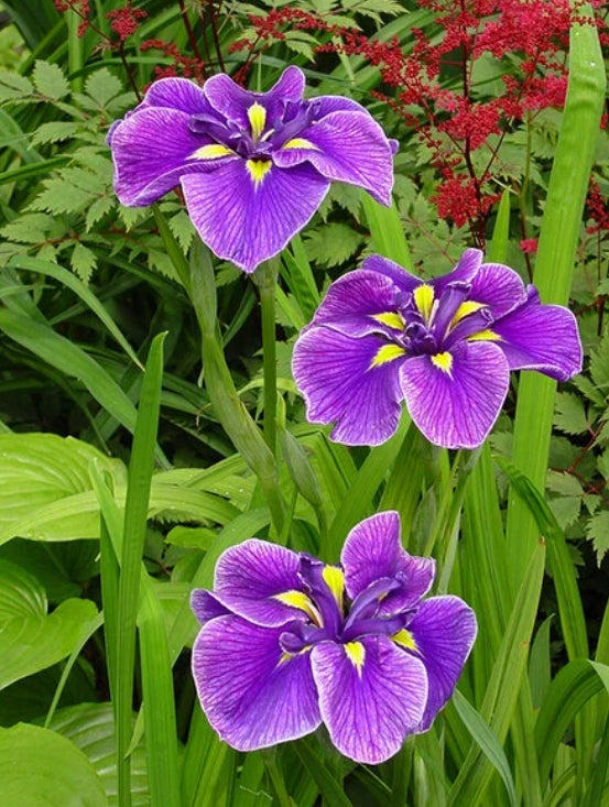 Iris ensata 'Katy Mendez' (purple)