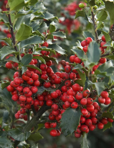 Ilex x meserveae 'Blue Prince and Blue Princess' Combo
