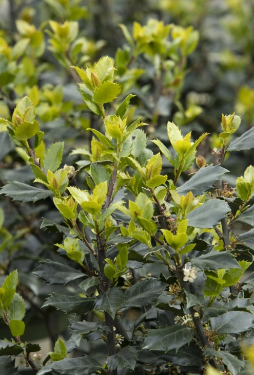 Ilex x meserveae 'Blue Prince'