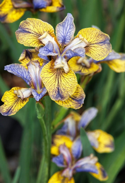 Iris siberica 'Tipped in Blue'
