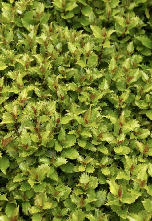 Ilex x meserveae 'Little Rascal'® PP9999