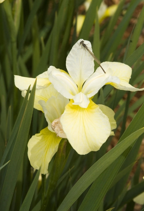 Iris sibirica 'Butter & Sugar' (yellow/white)