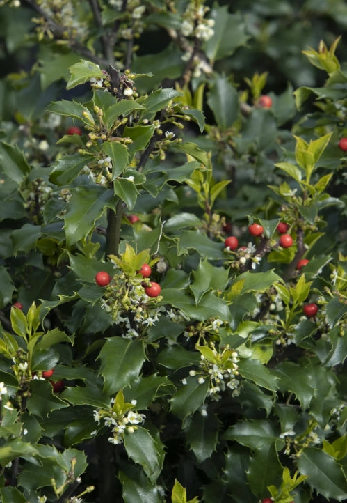 Ilex x meserveae 'Blue Princess' (BBP)