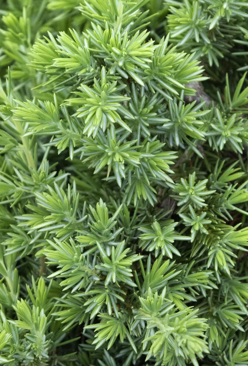 Juniperus conf. 'Blue Pacific'