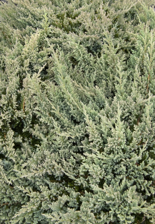 Juniperus horiz. 'Blue Chip'