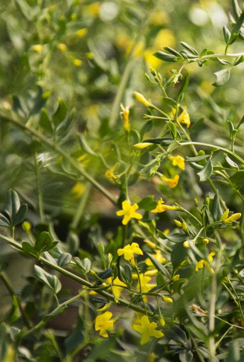 Jasminum floridum (yellow)