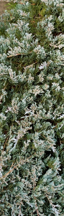 Juniperus horiz. 'Wiltonii'