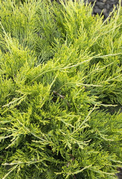 Juniperus sab. 'Buffalo'