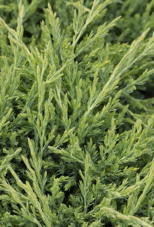 Juniperus horiz. 'Youngstown'