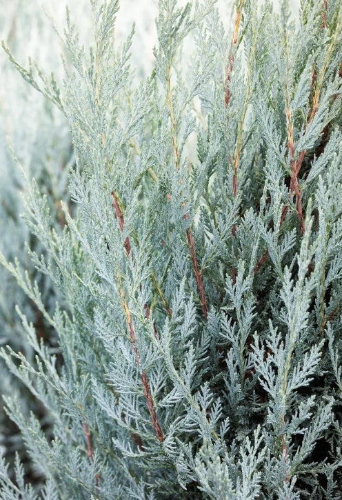 Juniperus scop. 'Moonglow' (CG)