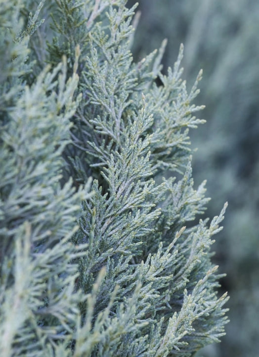 Juniperus scop. 'Wichita Blue' (CG)