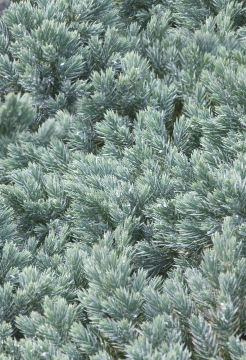 Juniperus sq. 'Blue Star'
