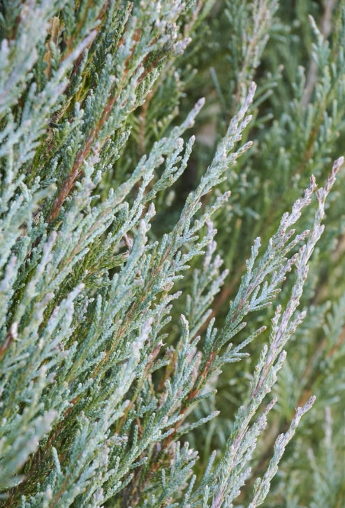 Juniperus v. 'Blue Arrow'