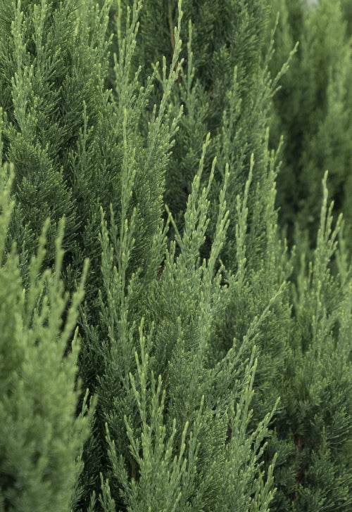 Juniperus chin. 'Blue Point' (CG)