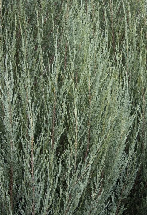 Juniperus v. 'Skyrocket', Spiral