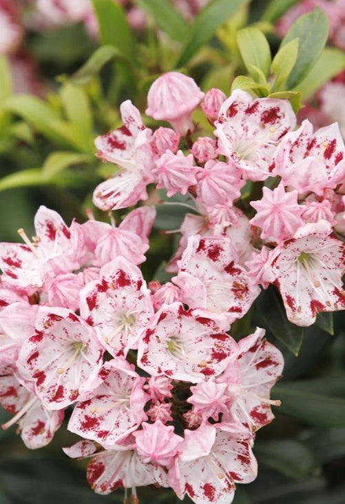 Kalmia latifolia 'Minuet' (white from pink buds)