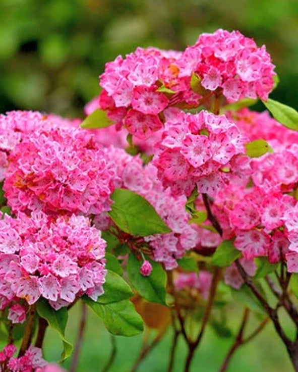 Kalmia latifolia 'Pink Charm' (pink)